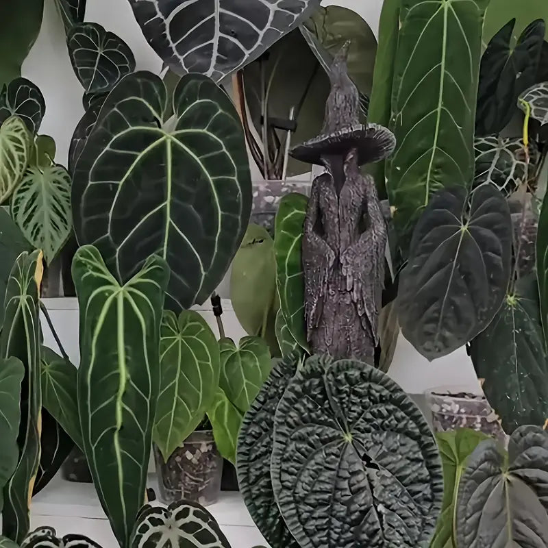 The Witch of the Withered Woods
