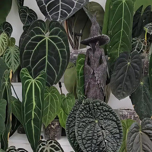 The Witch of the Withered Woods